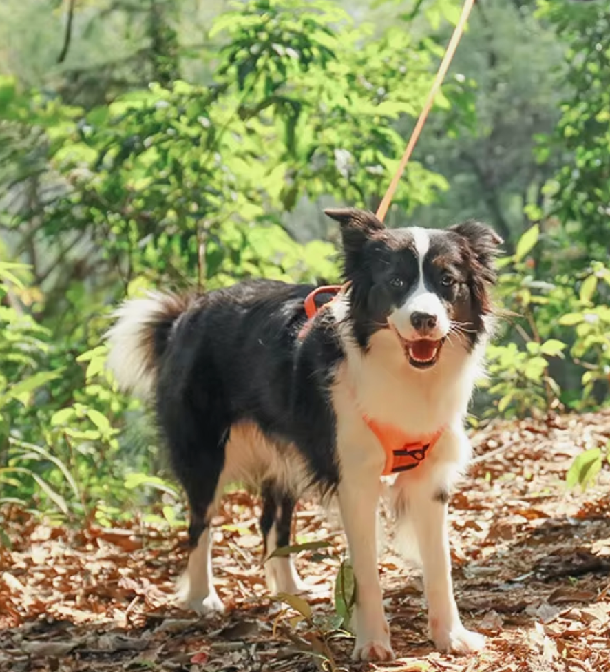 Top Dog-Friendly Trails in Albany, WA